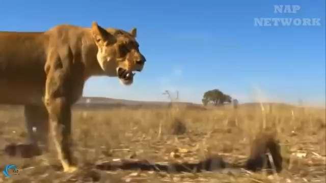 看了這個長見識了，動物遷徙，極其壯觀