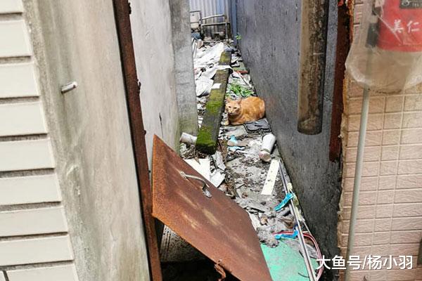 铲屎官偶遇自家猫，第一眼没认出来，橘猫眼神暗示“我不是浪浪”