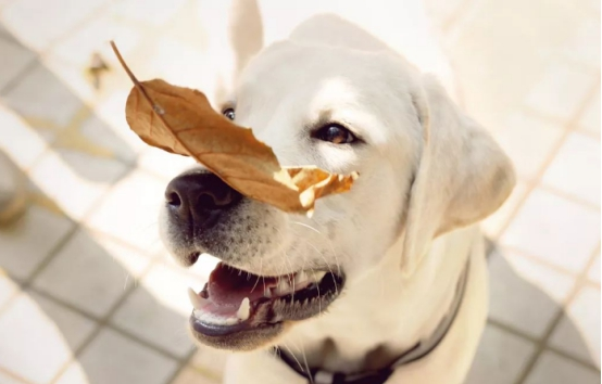 农村狗狗吃馒头米饭，而城市狗狗却吃狗粮，原因是什么？