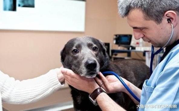 兽医建议你, 用这6个方法饲养狗狗, 减少生病的几率!