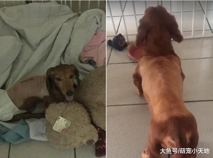 原本嫌养狗麻烦的妈妈, 5年后每天亲手喂药, 安抚五级瘫痪汪