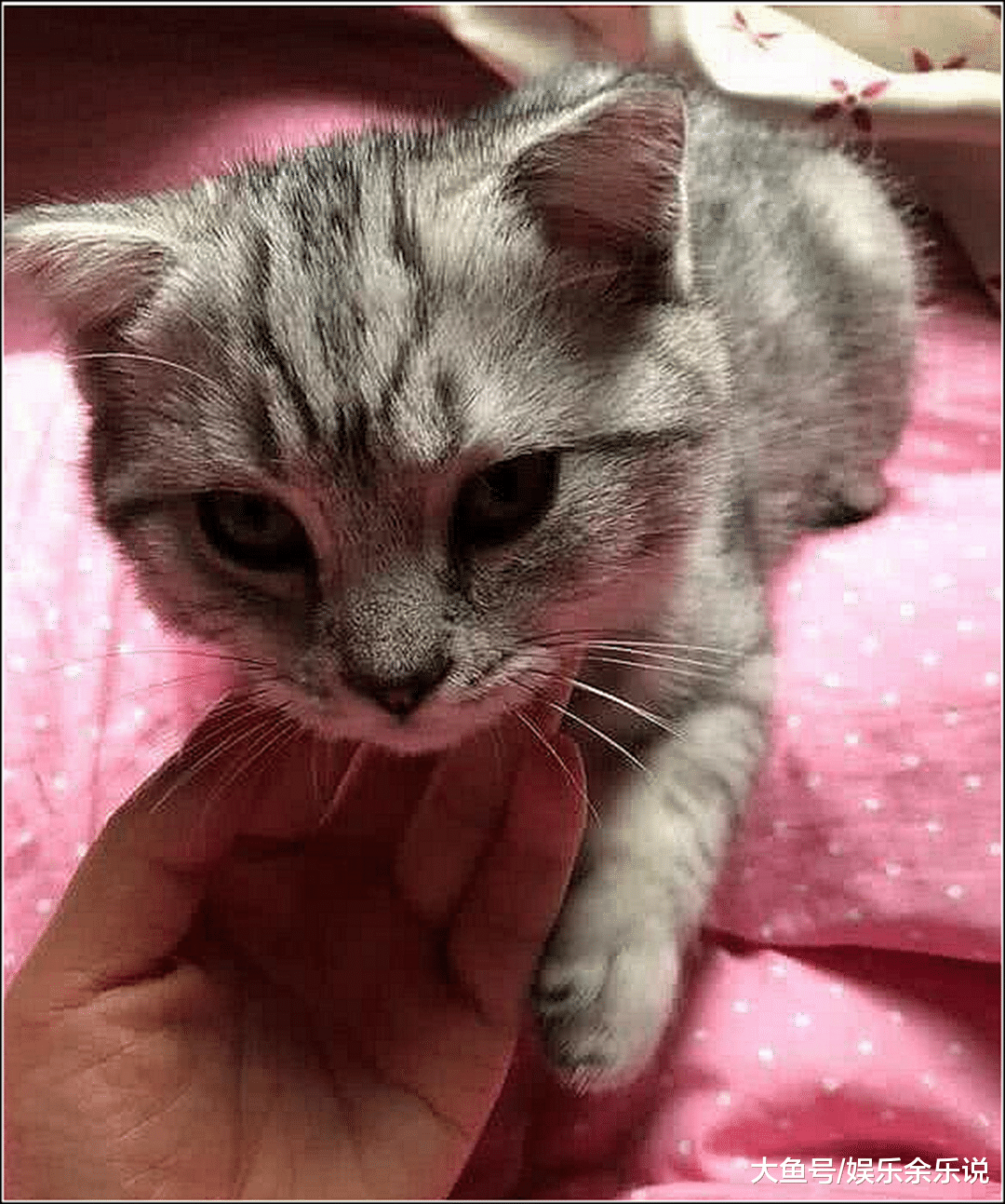 朋友送了一只小奶猫，养了一个月后发现不对劲，仔细一看傻眼了
