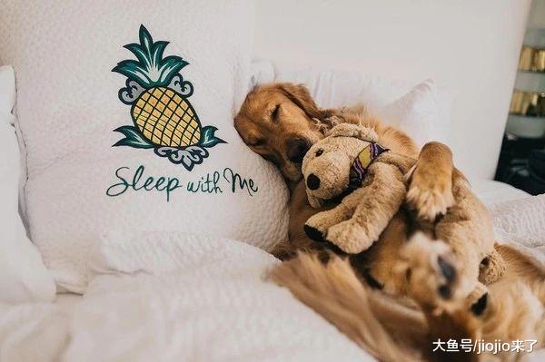 蠢萌金毛沉迷玩具狗不能自拔！把它当兄弟，每天形影不离……
