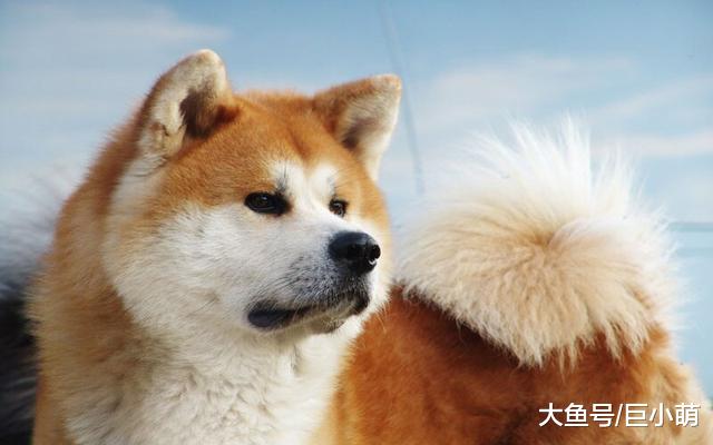 狗狗邀请你闻它的屁屁，是认为你也是狗吗？这种情况主人该怎么做