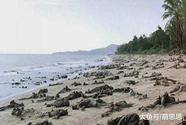 二战时期，千余日本士兵被一种动物团灭，英国士兵白捡一大便宜