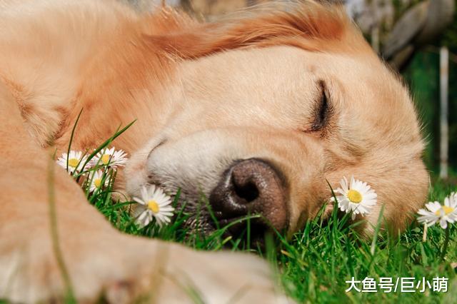 16岁老犬突然瘫痪，医生建议安乐死，主人含泪写千字长文求助