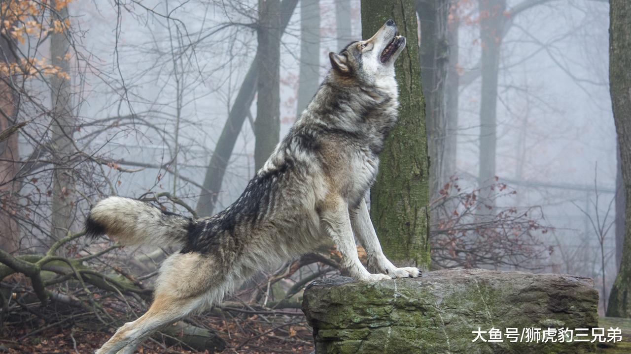 它是犬科动物里面的王者, 是唯一一种能叫板猫科动物的犬科猛兽