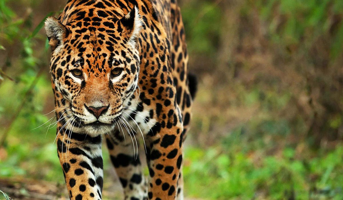 美洲虎与美洲豹是两种动物？实际上它们都指同一种动物