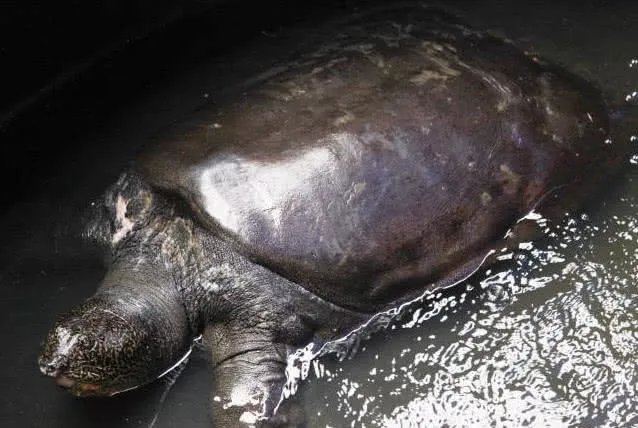 世界上最珍贵的动物，全球仅发现4只，有2只在中国！