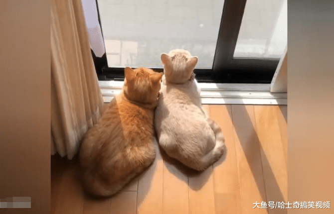 橘猫找了“对象”，过着没羞没臊的生活，主人都要羡慕了