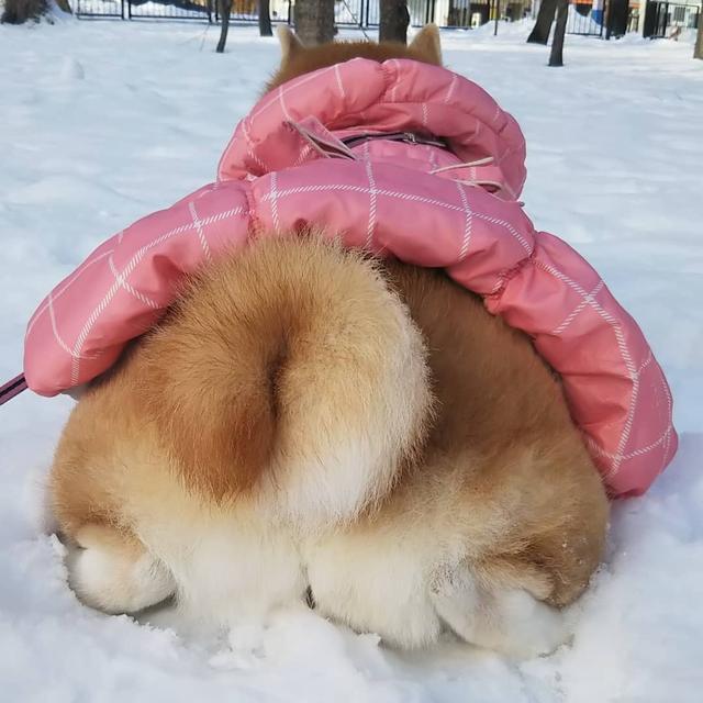 柴犬被主人恶搞穿丝袜, 那么问题来了, 柴犬和柯基谁的屁股性感