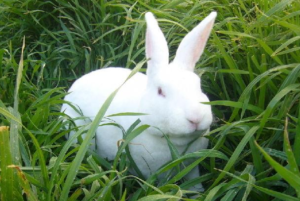 有些兔主人的兔子会发臭，那是你养的方式不对，你知道该注意什么吗？