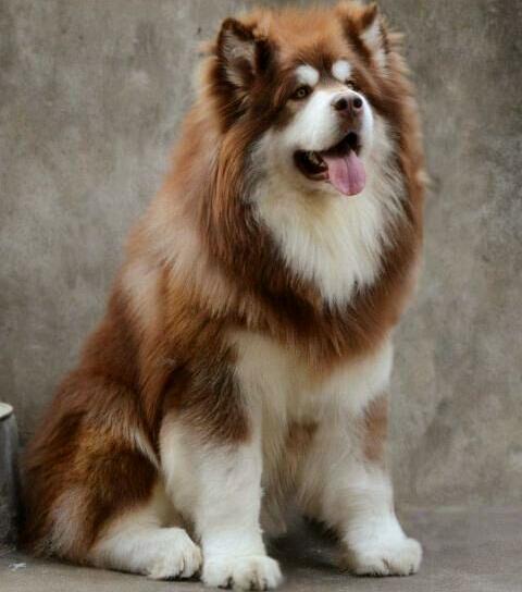 温暖春季怎样做好阿拉斯加犬的防寄生虫工作