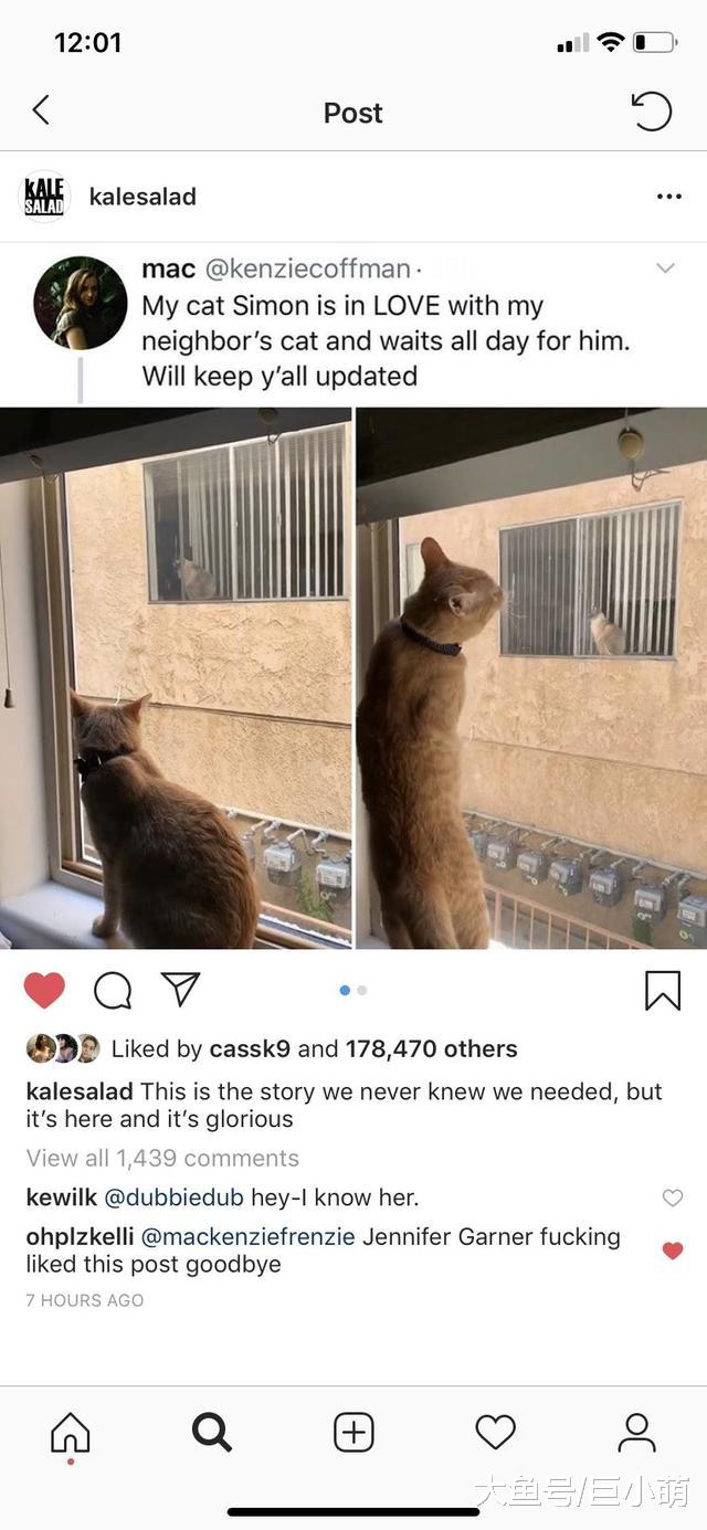 猫咪版罗密欧与朱丽叶，两猫隔窗相望，主人留纸条帮猫咪安排约会