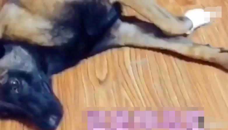 狗狗受伤主人给它包扎伤口, 看到主人拿出来的东西吓得它撒腿就跑
