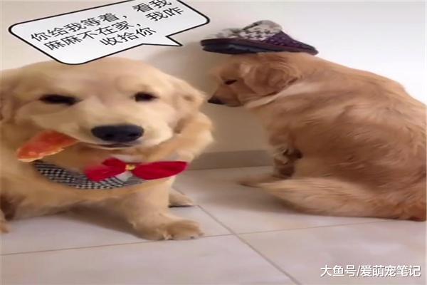 金毛总是抢同伴的狗粮, 被主人发现后当场惩罚, 偷看的眼神好可爱