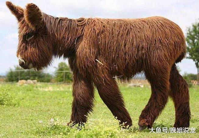 在动物界中, 最稀有的宠物都在这里, 你想不想领养一种呢?