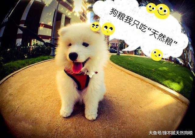 购买狗狗需谨慎, 这“5种情况”的狗狗, 劝你别买!