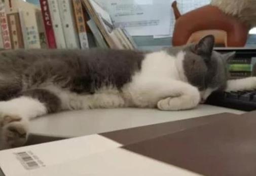 公司养了一只英短, 同事都沉迷撸猫无心上班, 老板后悔了