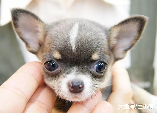 想要明白狗狗的意思，你要读懂它的行为，狗狗这七个行为代表什么