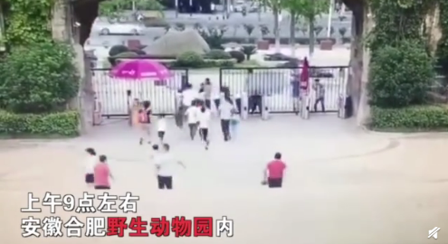 合肥动物园黑猩猩出逃，一男子被它一脚踹飞！