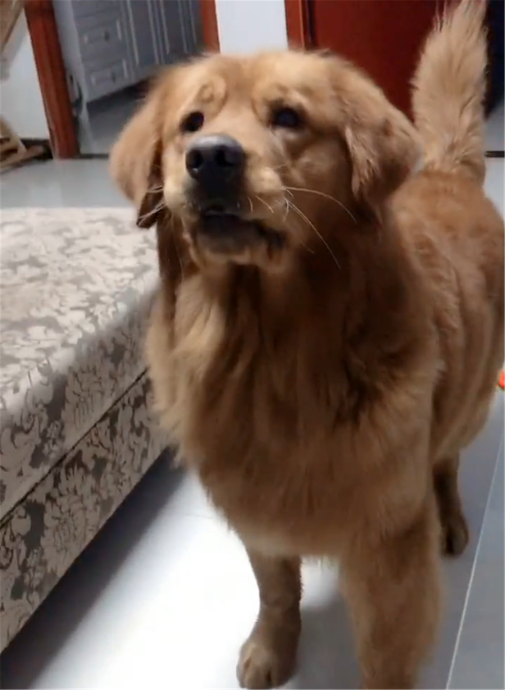 主人周末睡懶覺，金毛站在旁邊一臉不滿，狗：快起床帶我出去玩…