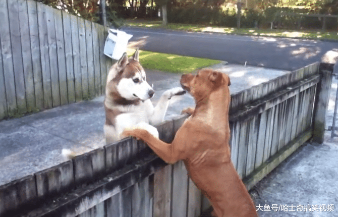 比特犬最近行踪不定，却发现它“恋爱”了，担心后代的智商