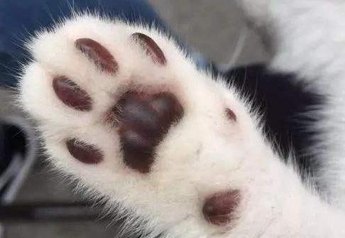 这6种行为，正在缩短博美犬的寿命，你知道吗？