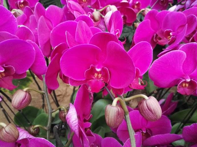 今天就给大家讲一讲：新手怎么养好蝴蝶兰？