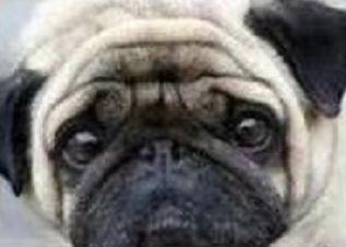 听说装饰是装修公司表情图，哈哈哈~~真的吗？