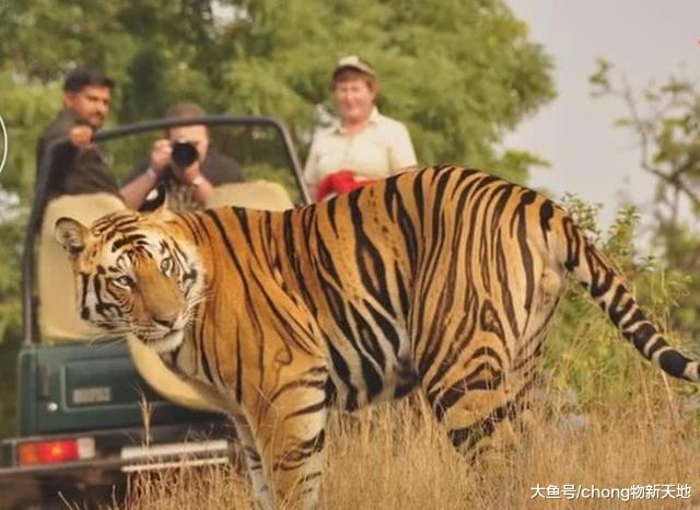美國引進東北虎，促進黃石公園的多樣化，誰知賠了夫人又折兵