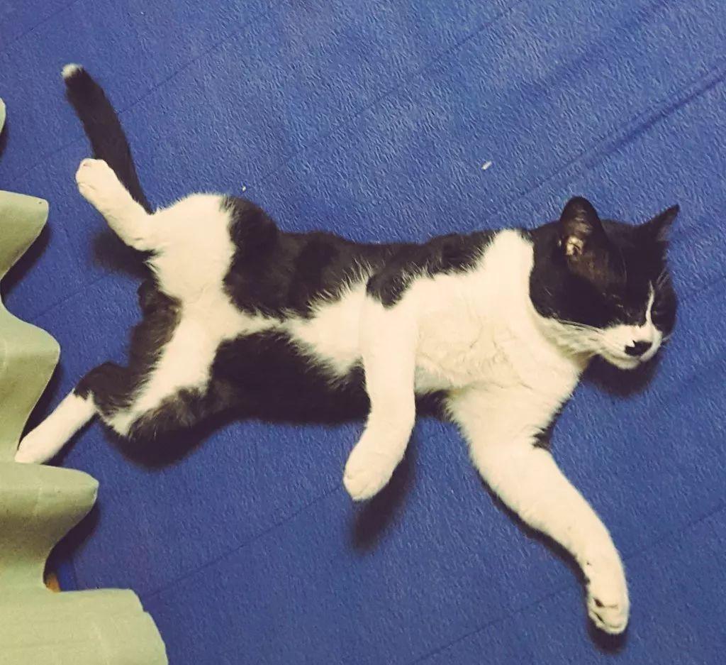 別人的貓已經會幫人相親了，而我還是檸檬精！