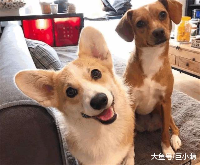 狗狗对你歪头杀，可不只为了卖萌耍宝，原因其实是这五点