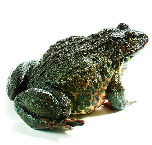 这些东西跑到外面去居然会引起生态危机！