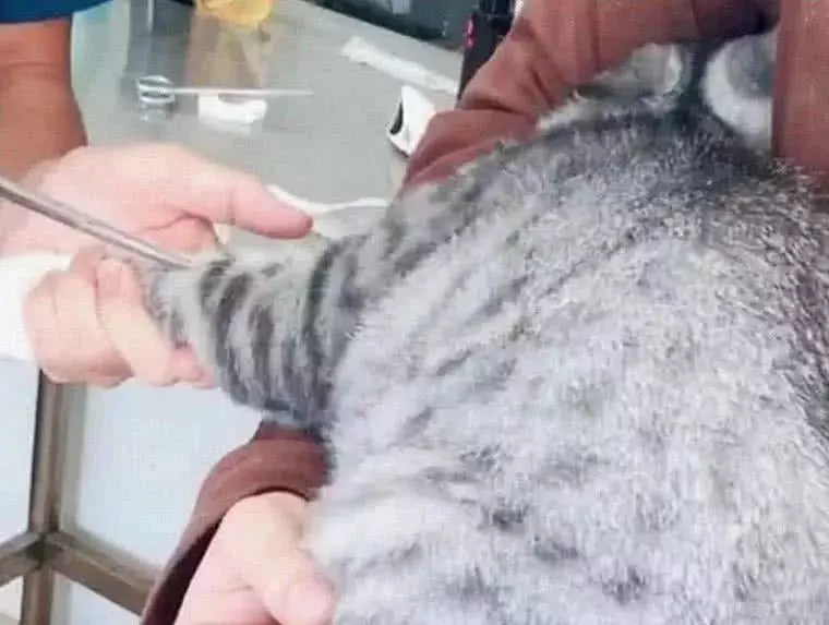 主人带猫咪去打针，猫咪主动地伸出胳膊，下一秒萌翻医生