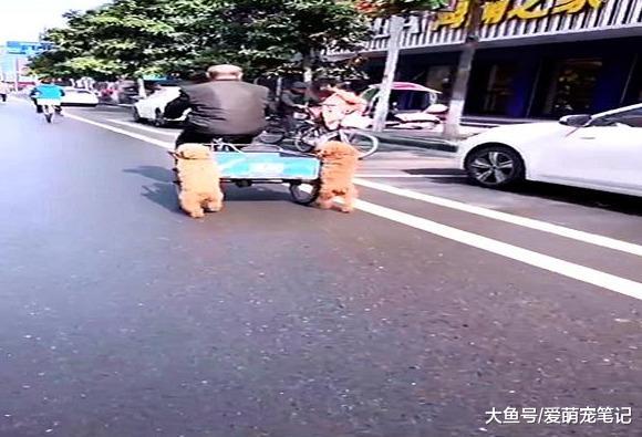 下班路上发现有人在虐狗，走近一看被打脸，原来泰迪在帮主人推车