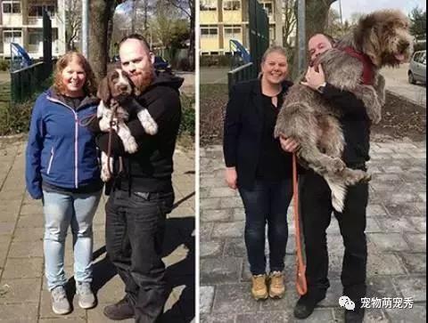 奇怪！狗狗每天吃那么多狗粮都去哪里了？有图有真相！