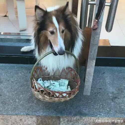 狗狗在店门口等待，意外收获一大笔钱，可女友的话让男子差点崩溃