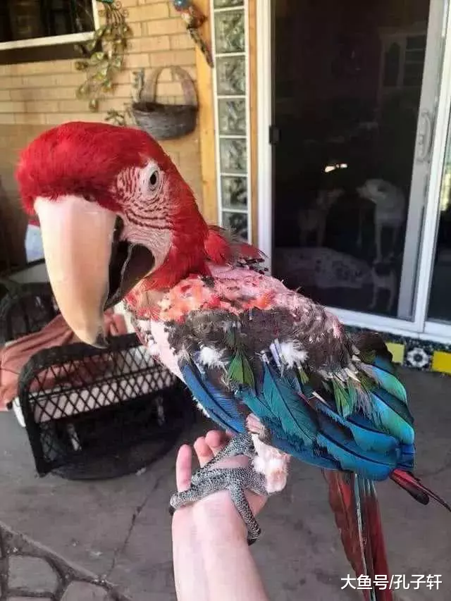 鹦鹉被关地下室15年，仅靠一盘花生活命，被救时已成这个样子