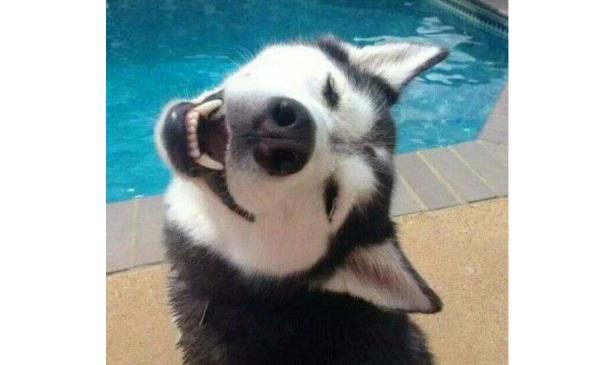 世界十大萌宠排行榜！猫咪最受宠，哈士奇上榜