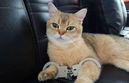 无尾熊指纹与人类极度相似，爱闯案发现场「当嫌犯」，警察头疼