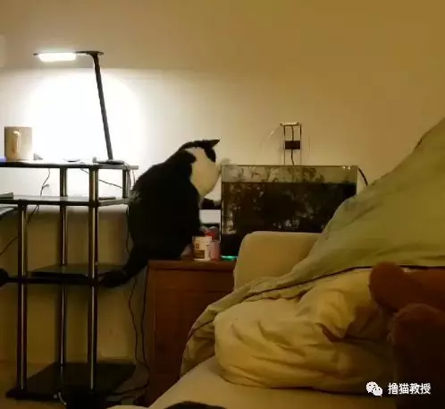 猫咪喜欢爬上鱼缸干坏事，主人想了个办法彻底把猫给难住了