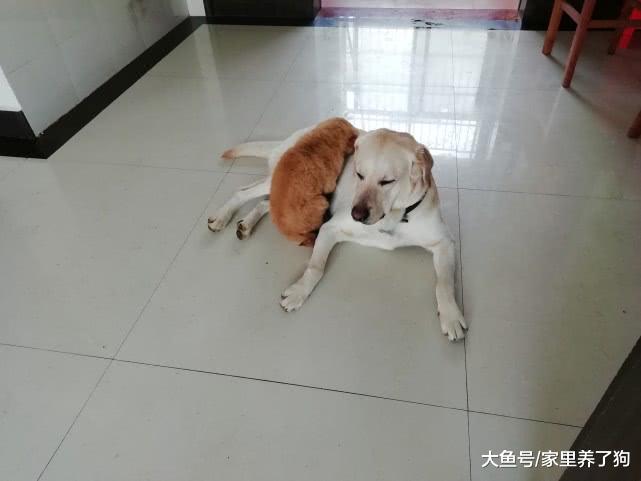 宠物狗玩套路是什么样子的？