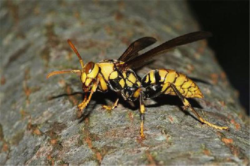 三种致命的“小东西”，第一能使器官衰竭，第三可谓“臭名昭著”