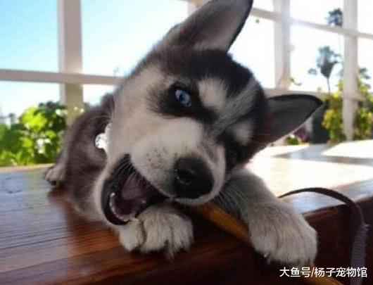 哈士奇被偷四天后在菜市场遇到它，卖家：这傻狗五百卖给你算了