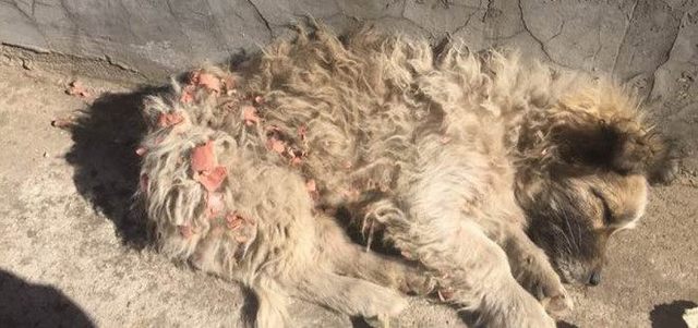 狗狗走丢一个月，男子路边向流浪狗吹了吹口哨，接着让他喜出望外