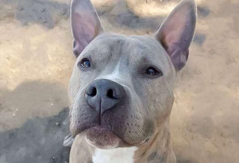 想哭，狗狗丢了5年，找到它时狗狗叼着5年前主人给它买的球