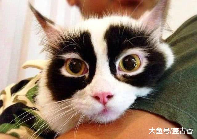 这几只长相十分特殊的小猫咪，让你感觉眼前一亮，甚至逗笑铲屎官