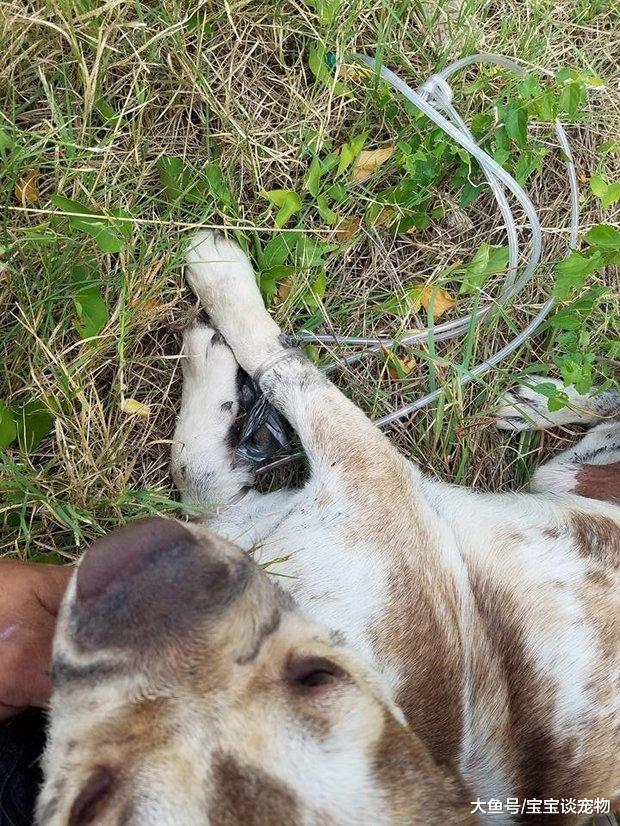 狗狗四肢和嘴巴被绑紧丢路边等死，被发现的时候露出最甜蜜的笑容