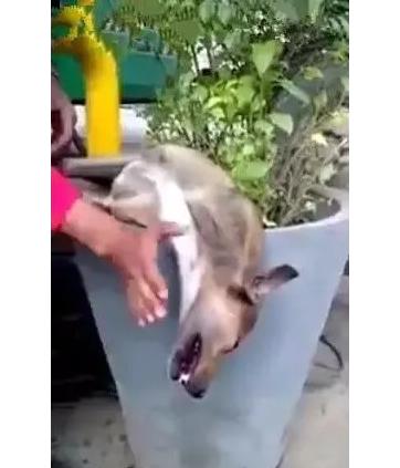 狗狗睡的太死，被误以为死了打了五巴掌！这狗能看家？